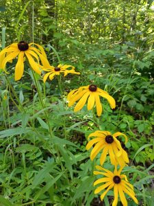 Join The Steelville Trail of Tears Historic Garden Club and help make a difference!